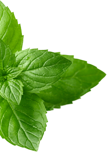 ingredient_mint